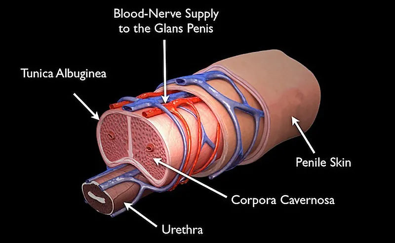 Complete Penis Enlargement
